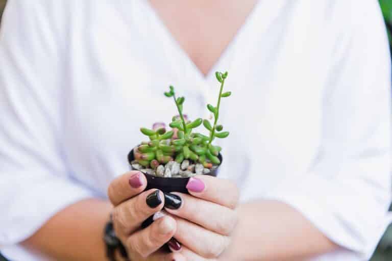 Tree Spirit Cottages – A peaceful forest in Knysna South Africa