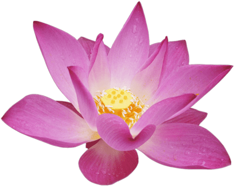 Catharsis Coaching with Dominic Rex Haarhoff