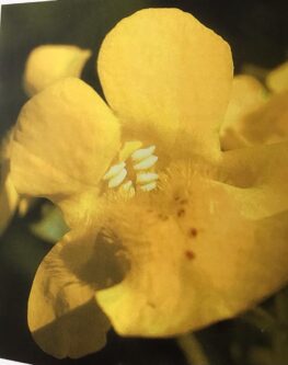 May Mimulus Bach Flower remedy