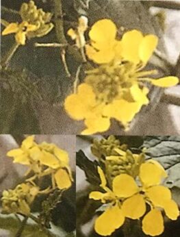 mustard-sinapis-arvensis-bach-flower-1