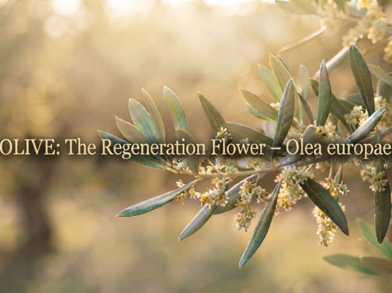 Flower of the Month, Bach Flowers: