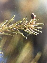 pine_pinus-sylvestris-2