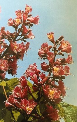 red-chestnut