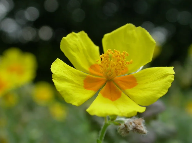 Flower of the Month – Bach Flower Remedies