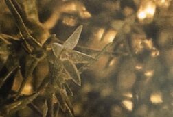 scleranthus-annuus