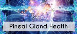 Blog Pineal Gland