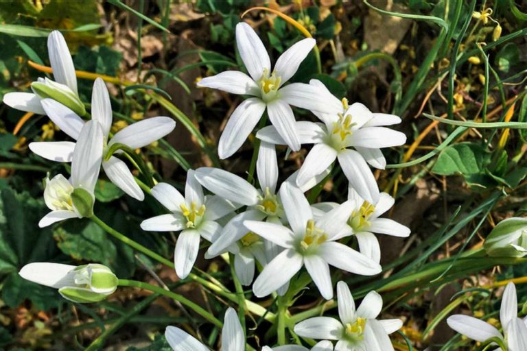 Star of Bethlehem – Flower of the Month – Bach Flower Remedies