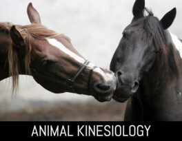 animal-1
