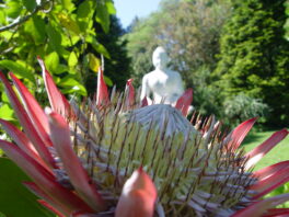 Protea and Buddha 009 (1)