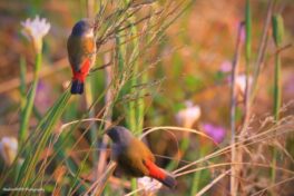 image006