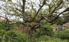 Original-Bramley
