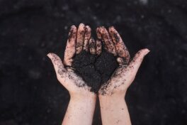 Heart In Hands