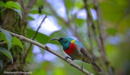 greater-double-collared-sunbird-a-brown