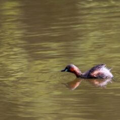 environment_4_20150206_1860718358