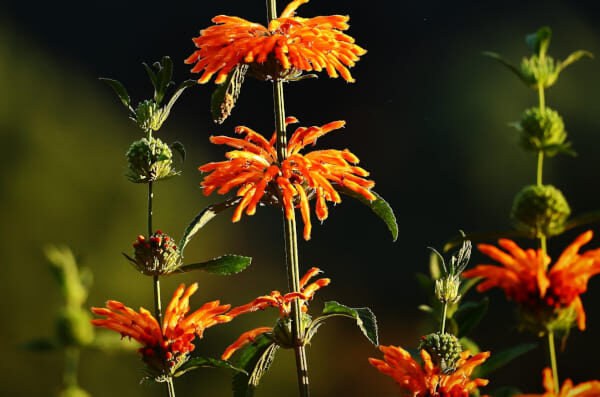 image0051