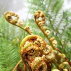 New Growth BRC