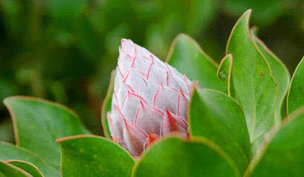 protea-bud-j-miller