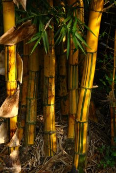 brc-bamboo-a