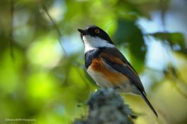 Cape Batis a