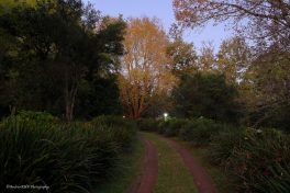 autumn morning a