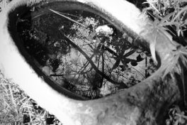 refections of a