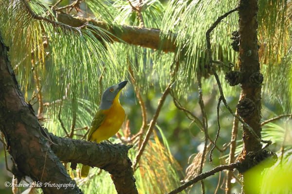 grey-headed-bush-shrike_a