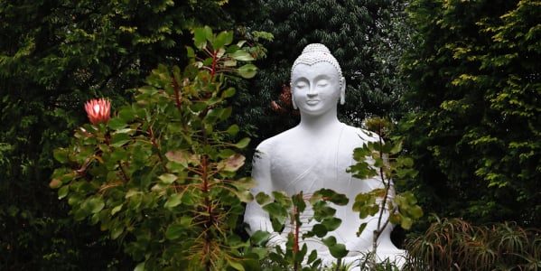 o-buddha-with-proteas